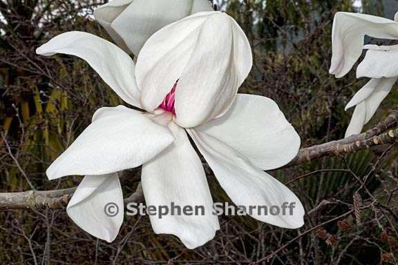 magnolia campbellii 1 graphic